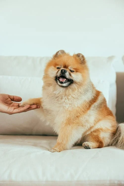 Happy Pomeranian